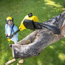 Best Lawn Disease Treatment  in Hasson Heights, PA