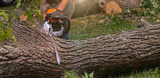 Best Commercial Tree Services  in Hasson Heights, PA