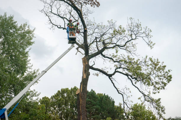 Best Tree Planting Services  in Hasson Heights, PA