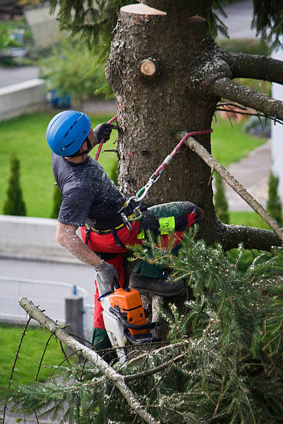 Best Hedge Trimming  in Hasson Heights, PA