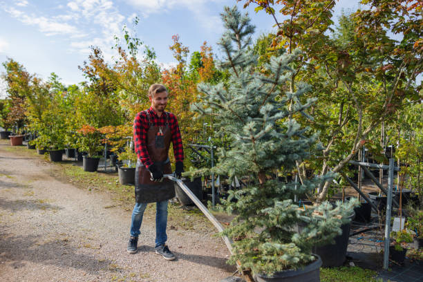 Best Tree Preservation Services  in Hasson Heights, PA