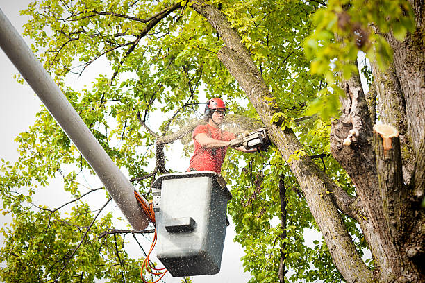 Best Hazardous Tree Removal  in Hasson Heights, PA