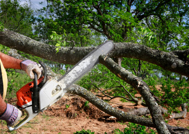 Best Tree Maintenance Programs  in Hasson Heights, PA