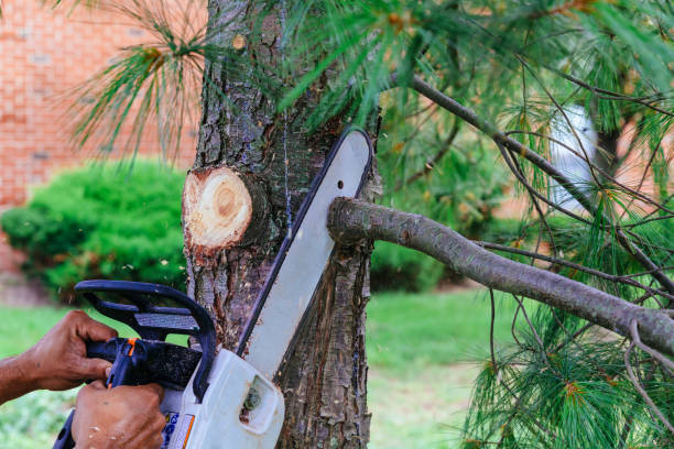 How Our Tree Care Process Works  in  Hasson Heights, PA